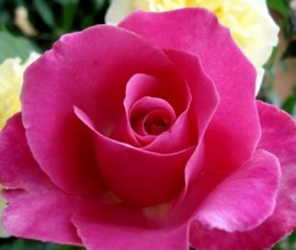 Trandafir teahibrid Caprice de Meilland Rna